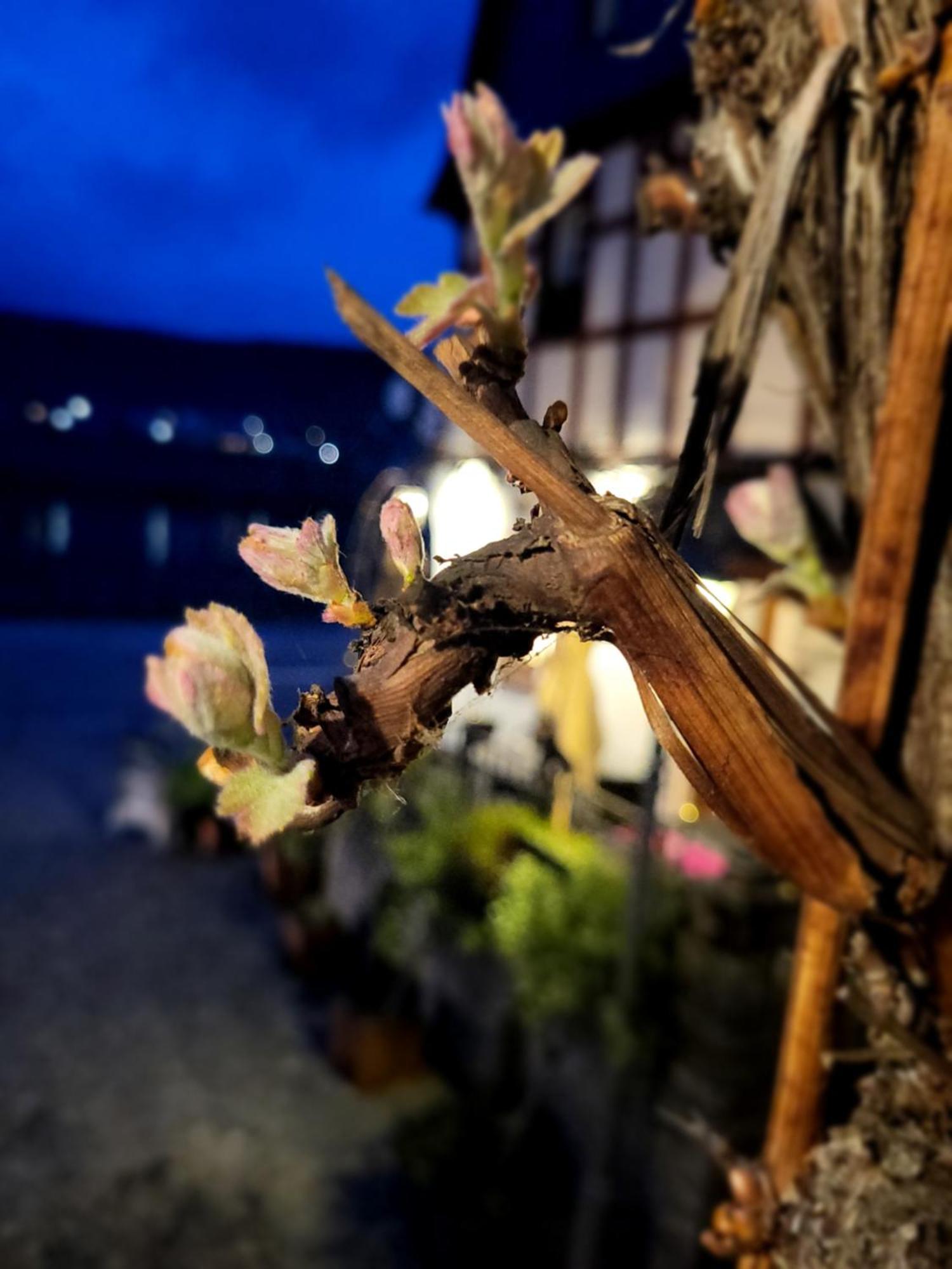 Hotel Restaurant Alte Stadtmauer Beilstein (Rhineland-Palatinate) Exterior foto